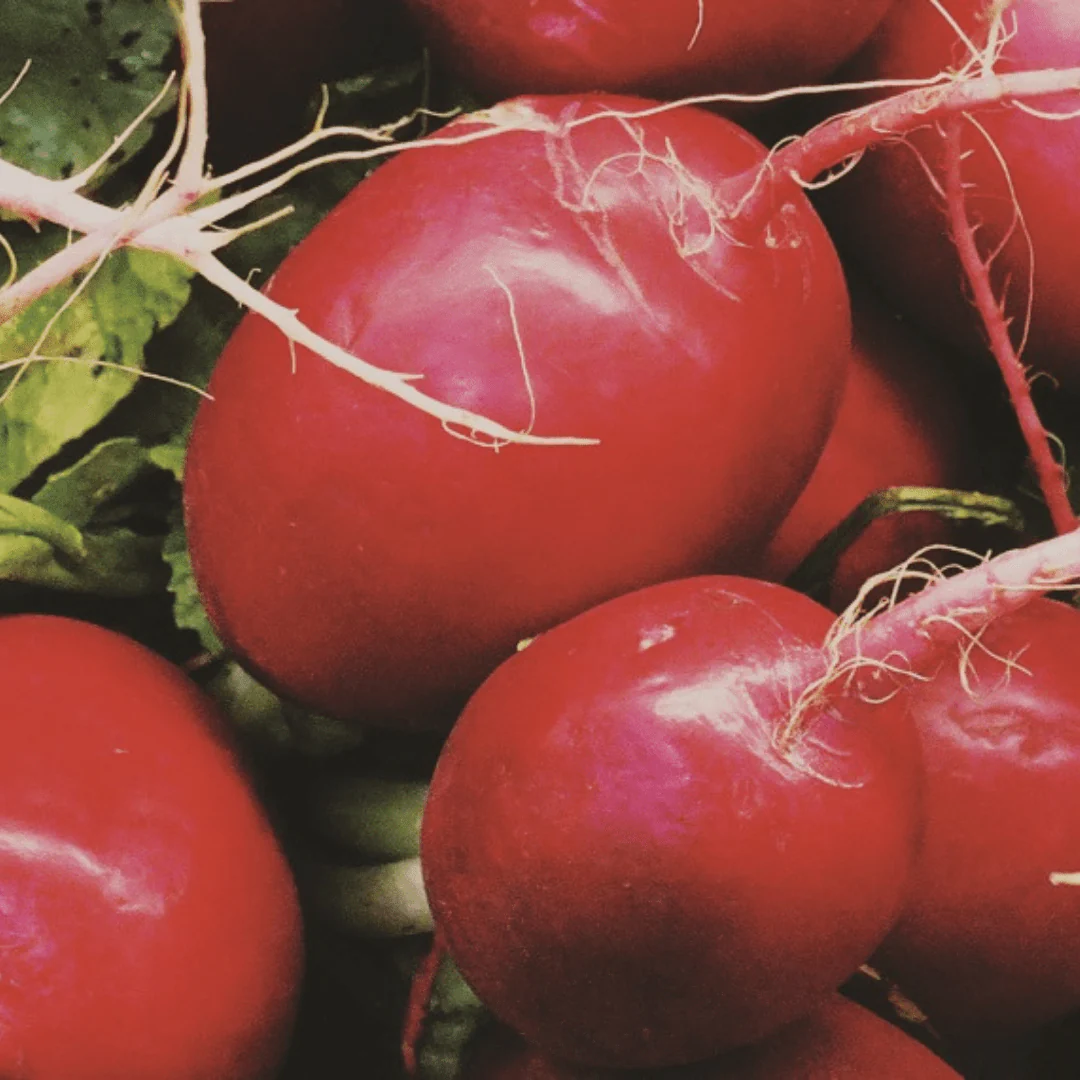 Organic Radish Cherry Belle - Metchosin Farm Seeds