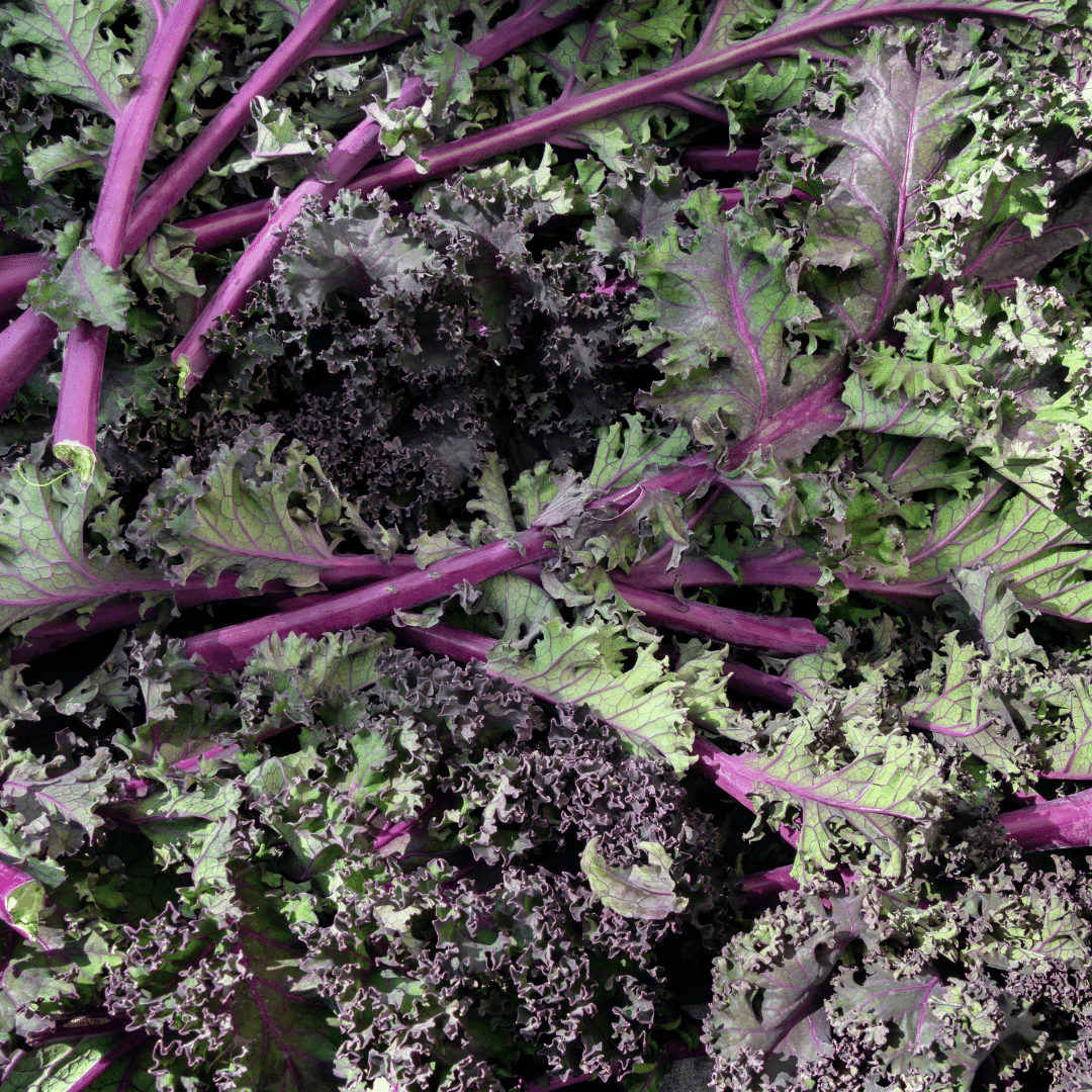 Organic Kale Purple Soft Leaf - Metchosin Farm Seeds - Image 2