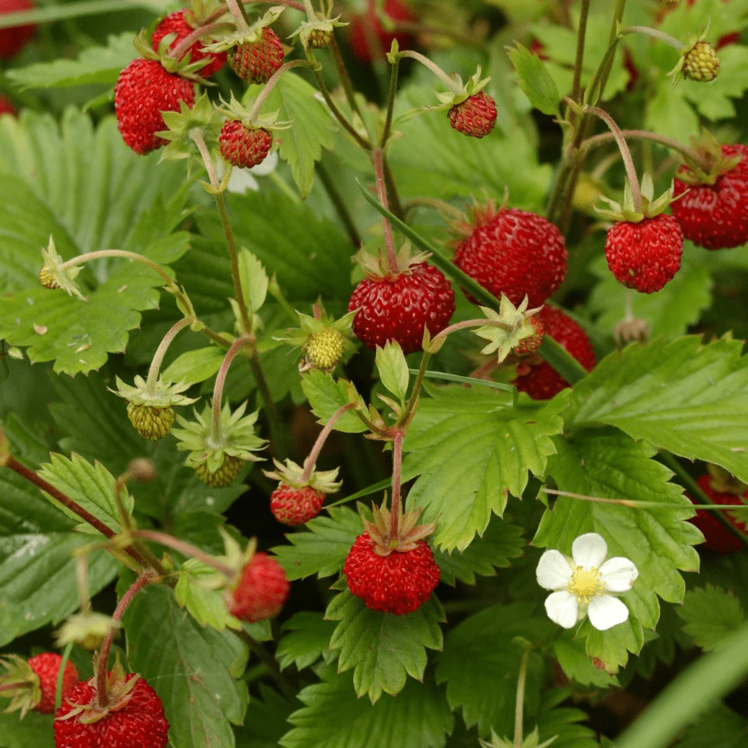 Organic Strawberry Woodland Red Alpine - Metchosin Farm Seeds