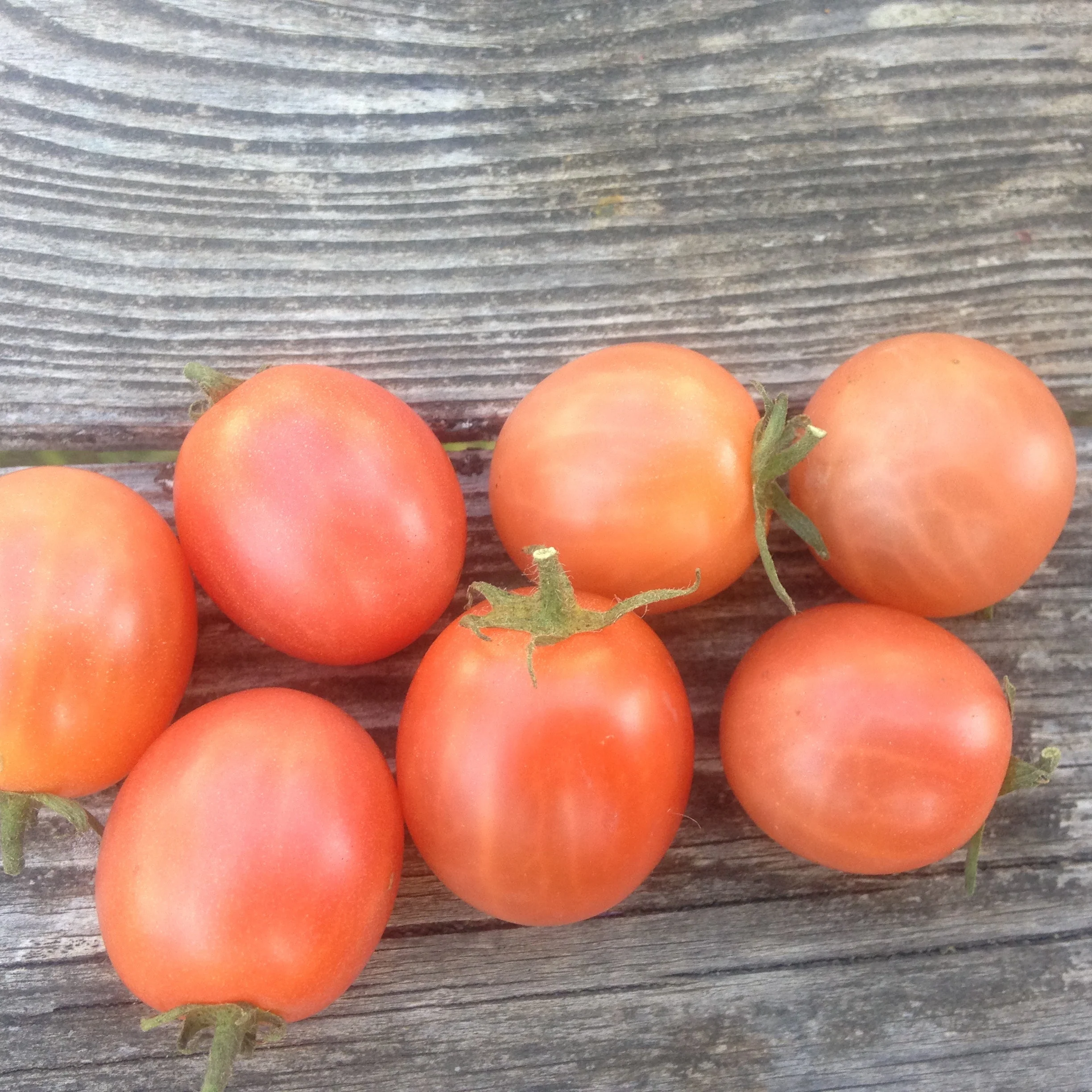 Organic Tomato Strawberry Cherry - Metchosin Farm Seeds