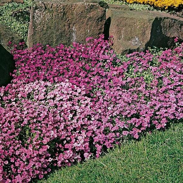 Aubrieta Large Flowered Mix - Mr. Fothergill's Seeds