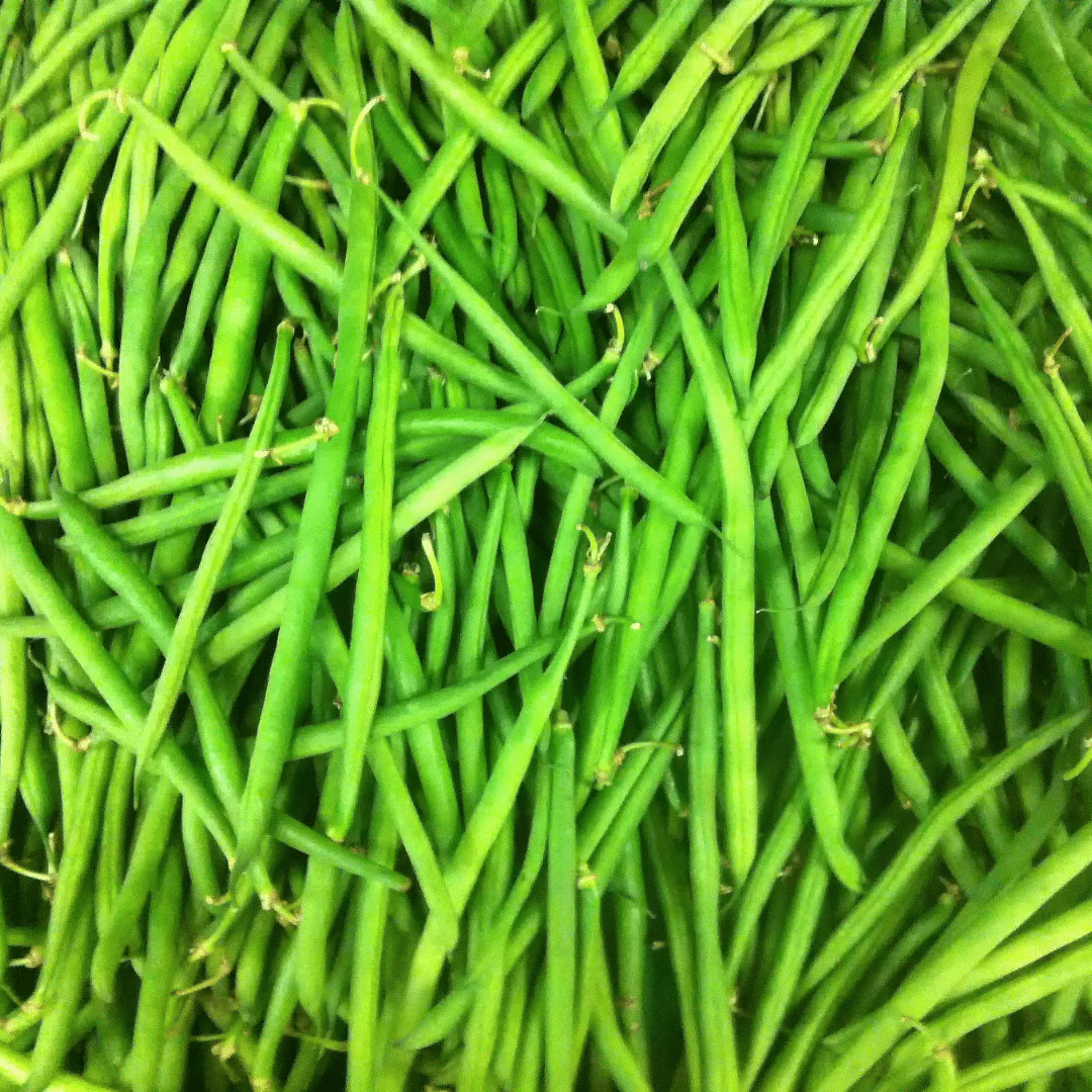 Bean Green Pod Prelude Bush - Mr. Fothergill's