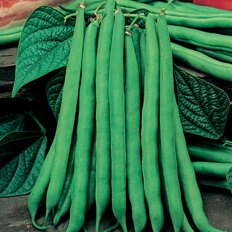 Bean Tendergreen Bush - Mr. Fothergill's Seeds