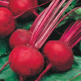 Beet Boltardy, Seed Tape - Mr. Fothergill's Seeds