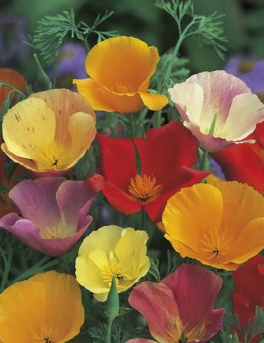 Californian Poppy Single Mixed - Mr. Fothergill's Seeds