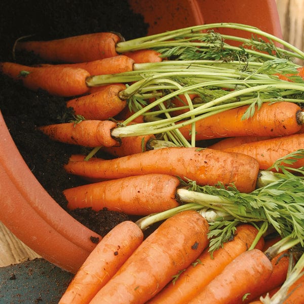 Carrot Amsterdam 3 Sprint - Mr. Fothergill's Seeds