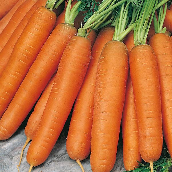 Carrot Early Nantes 5 - Mr. Fothergill's Seeds