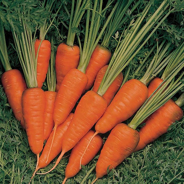 Carrot Short N Sweet - Mr. Fothergill's Seeds