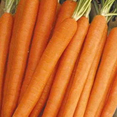 Carrot Tenderlong Imperator - Mr. Fothergill`s Seeds