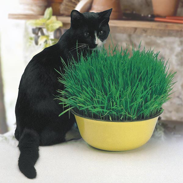 Cat Grass - Mr. Fothergill's Seeds