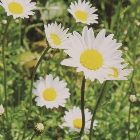 Organic Daisy Edible - Metchosin Farm Seeds