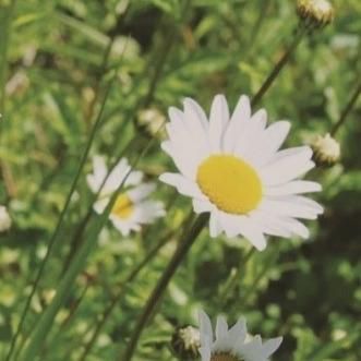 Organic Daisy Edible - Metchosin Farm Seeds - Image 2