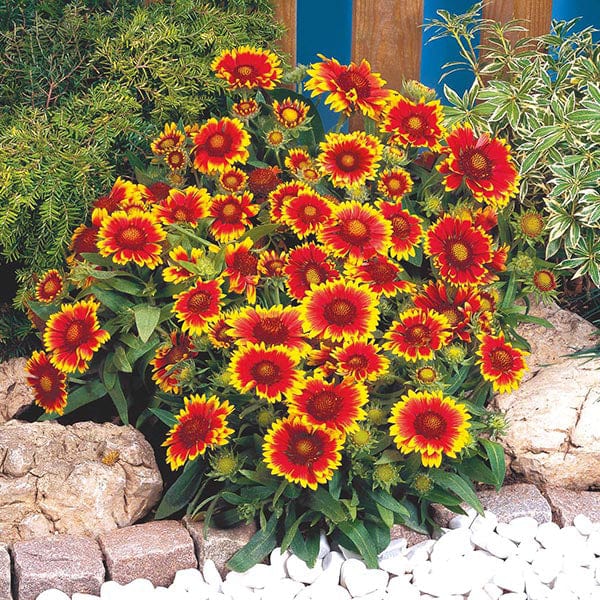 Gaillardia Torchlight - Mr. Fothergill's Seeds