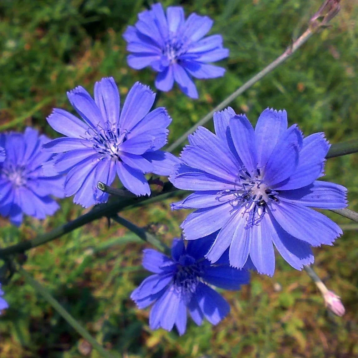 Organic Chicory - Metchosin Farm Seeds