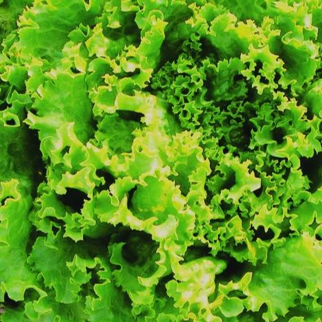 Organic Lettuce Green Curled - Metchosin Farm Seeds