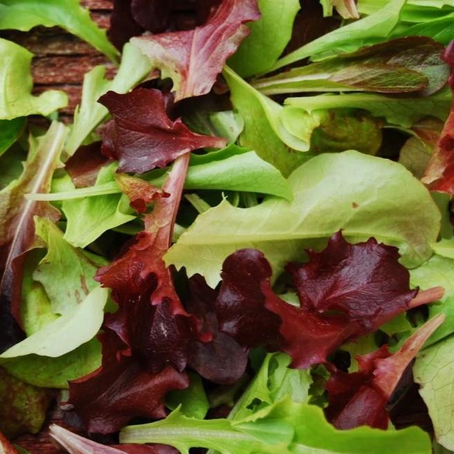 Organic Lettuce Mix - Metchosin Farm Seeds