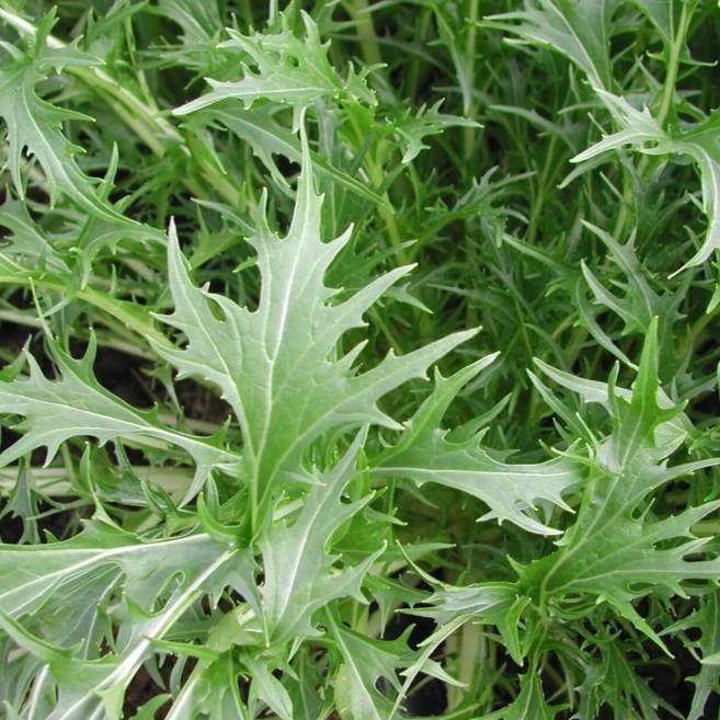Organic Mizuna - Metchosin Farm Seeds