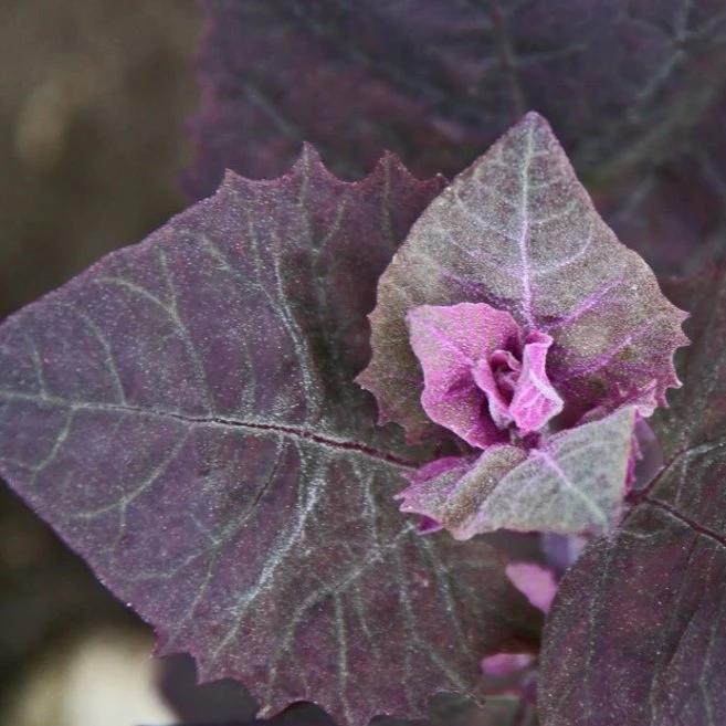 Organic Orach Purple - Metchosin Farm Seeds