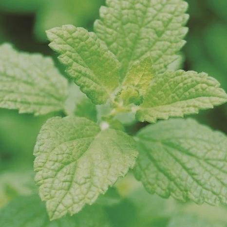 Organic Lemon Balm - Metchosin Farm Seeds