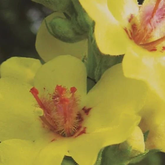 Organic Mullein - Metchosin Farm Seeds