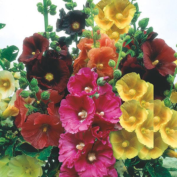 Hollyhock Giant Single Mix - Mr. Fothergill's Seeds