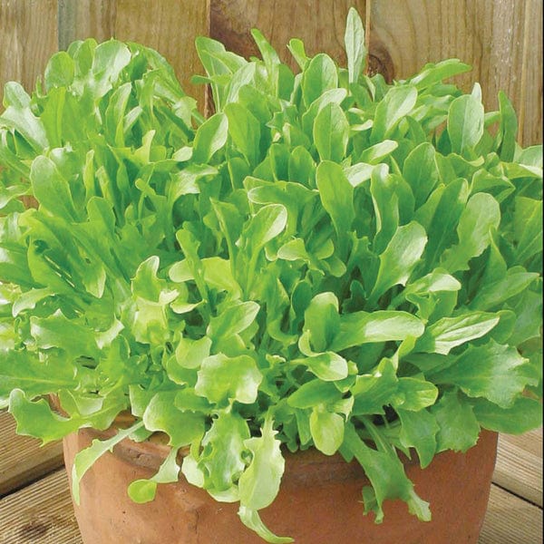 Lettuce Mixed Greens Leaves - Mr. Fothergill's Seeds