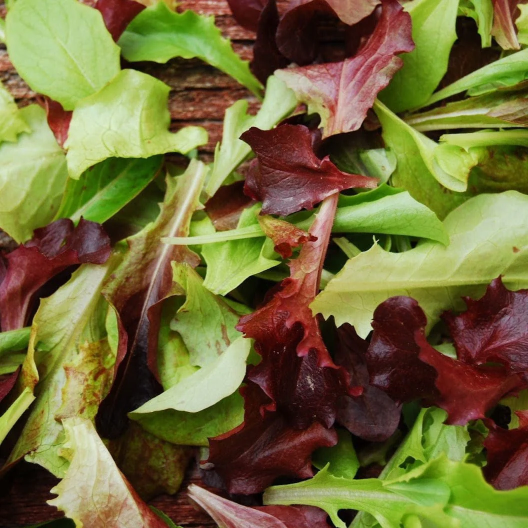 Lettuce Mixed Leaf Salad - Mr. Fothergill's Seeds