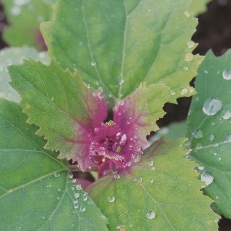 Organic Spreen Magenta - Metchosin Farm Seeds