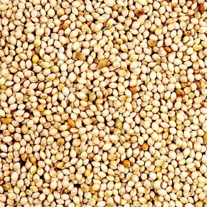 Organic Millet - Metchosin Farm Seeds