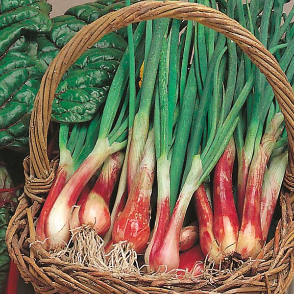 Onion (Green) Blood Red - Mr. Fothergill's Seeds