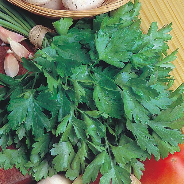 Organic Parsley Giant of Italy - Mr. Fothergill's Seeds
