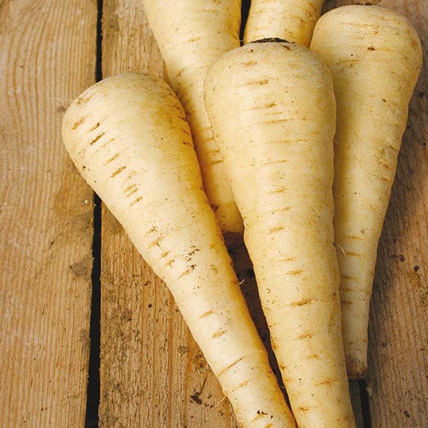 Parsnip Countess F1 - Mr. Fothergill's Seeds