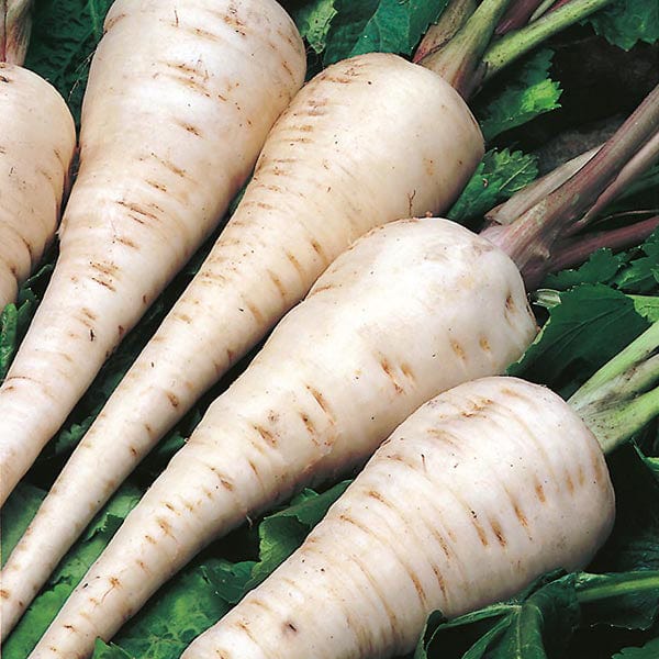 Parsnip White Gem - Mr. Fothergill's Seeds