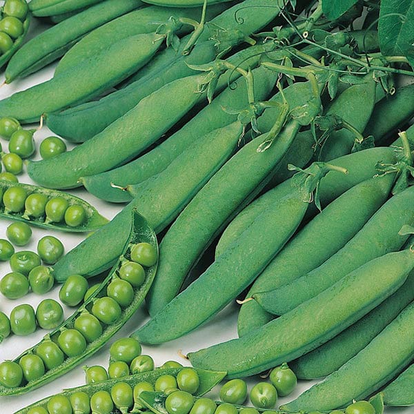 Pea Hurst Greenshaft - Mr. Fothergill's Seeds