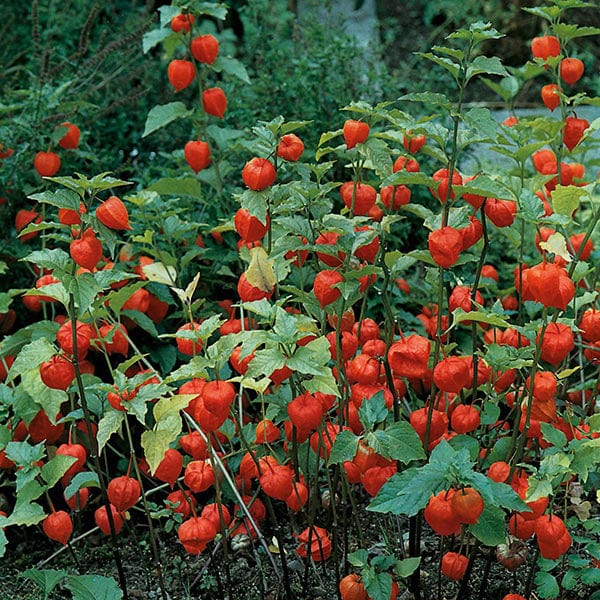 Physalis Chinese Lanterns - Mr. Fothergill's Seeds