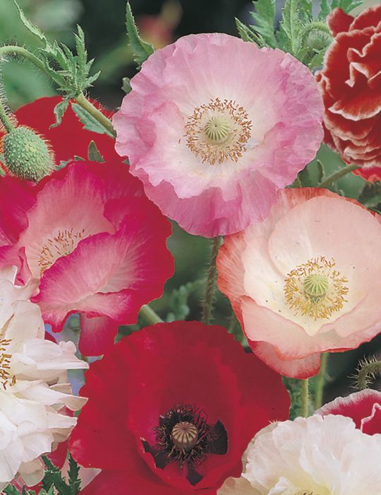 Poppy Shirley Mix - Mr. Fothergill's Seeds