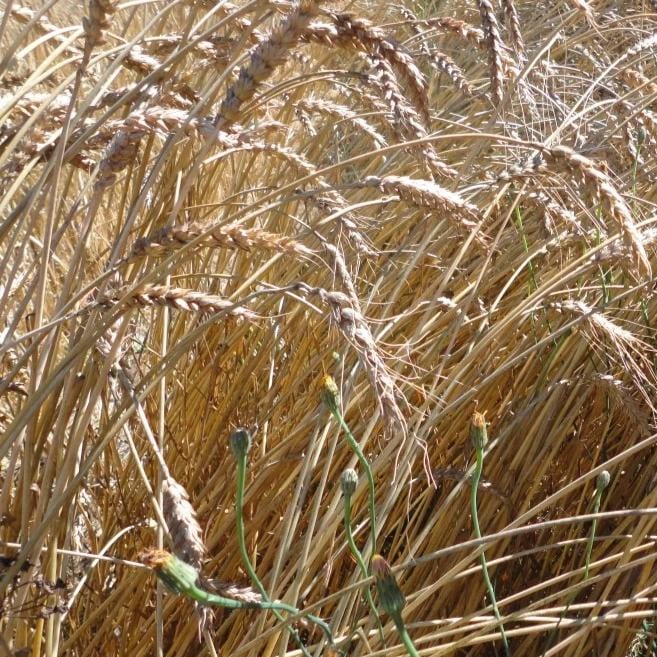 Organic Wheat Red Fife - Metchosin Farm Seeds