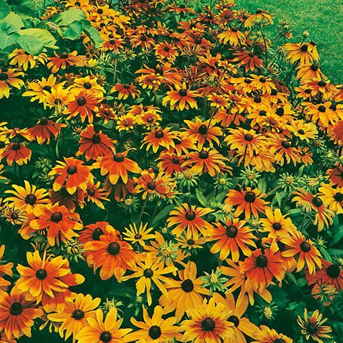 Rudbeckia Rustic Dwarf Mixed - Mr. Fothergill's Seeds