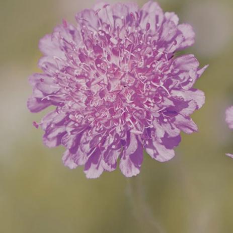 Organic Pincushion Flower - Metchosin Farm Seeds