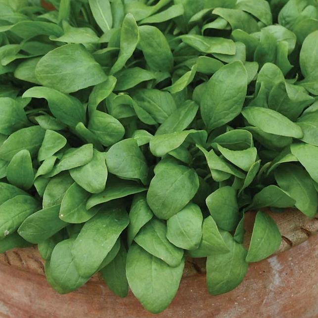 Spinach Barbados F1 - Mr. Fothergill's Seeds
