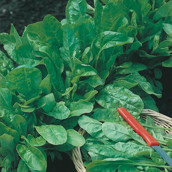 Spinach Perpetual Leaf Beet - Mr. Fothergill's Seeds