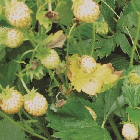 Organic Strawberry White Alpine - Mechosin Farm