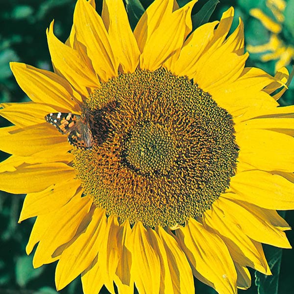 Sunflower Titan - Mr. Fothergill's Seeds
