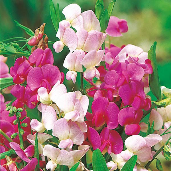 Sweet Pea Everlasting Mixed - Mr. Fothergill's Seeds