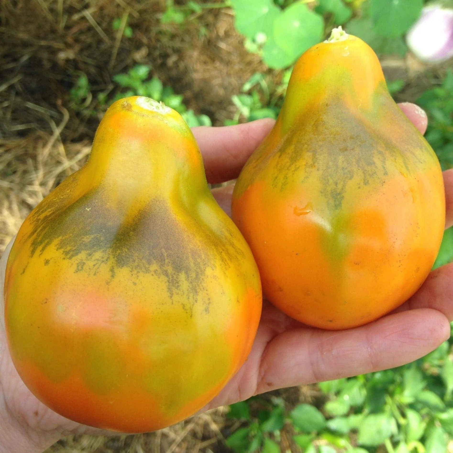 Organic Tomato Giant Orange Pear - Metchosin Farm Seeds