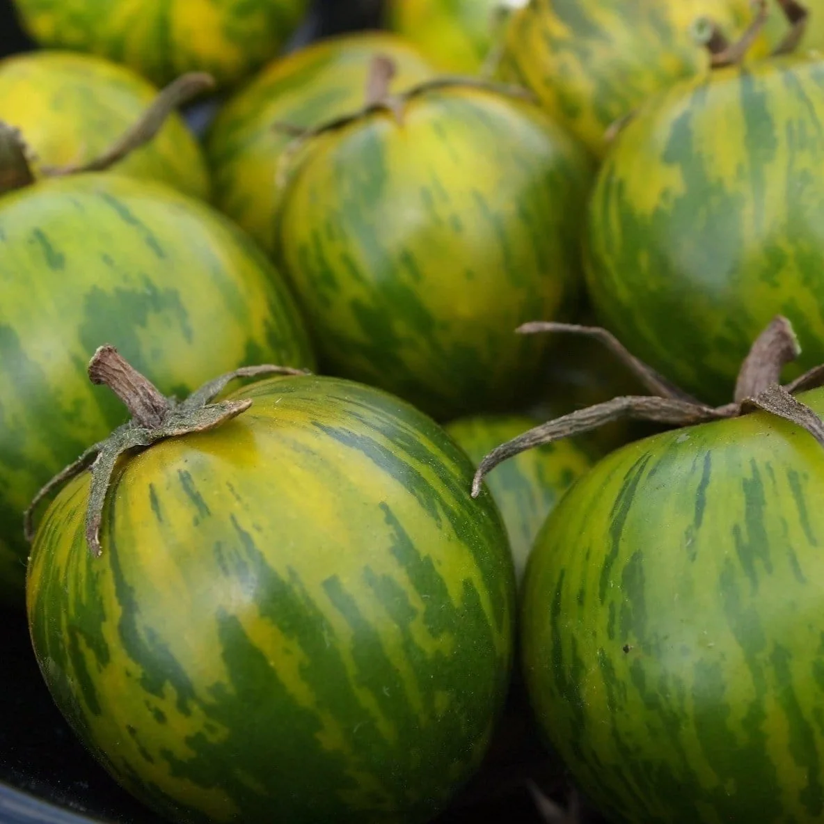 Organic Tomato Green Zebra - Metchosin Farm Seeds