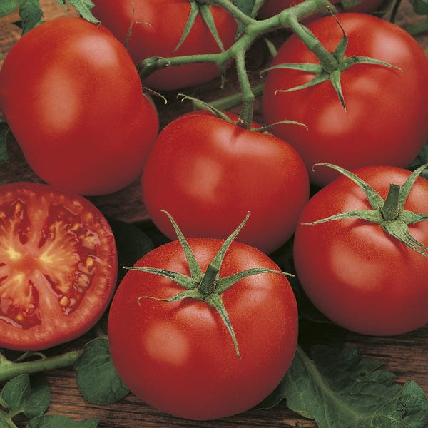 Tomato Moneymaker - Mr. Fothergill's Seeds