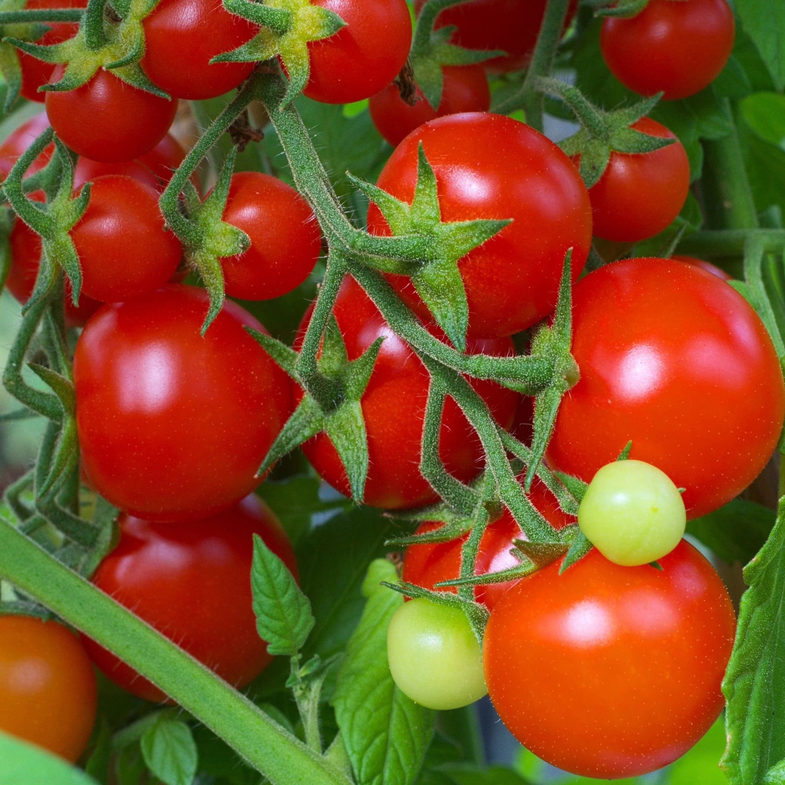 Organic Tomato Red Cherry - Metchosin Farm Seeds