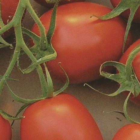 Organic Tomato Red Roma - Metchosin Farm Seeds