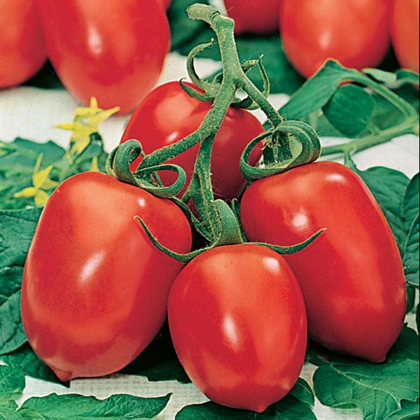 Tomato Roma VF Italian - Mr. Fothergill's Seeds